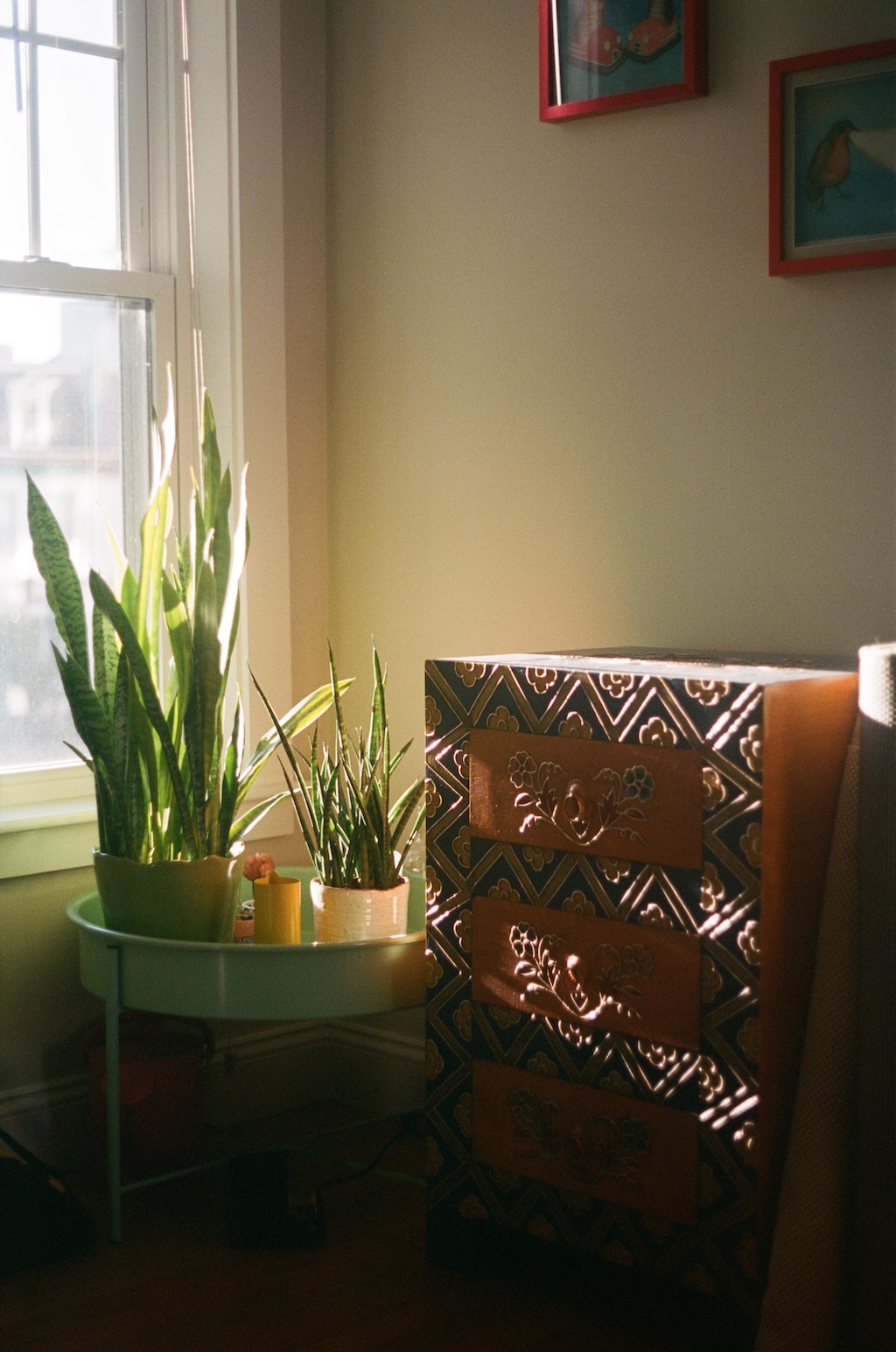 home plants