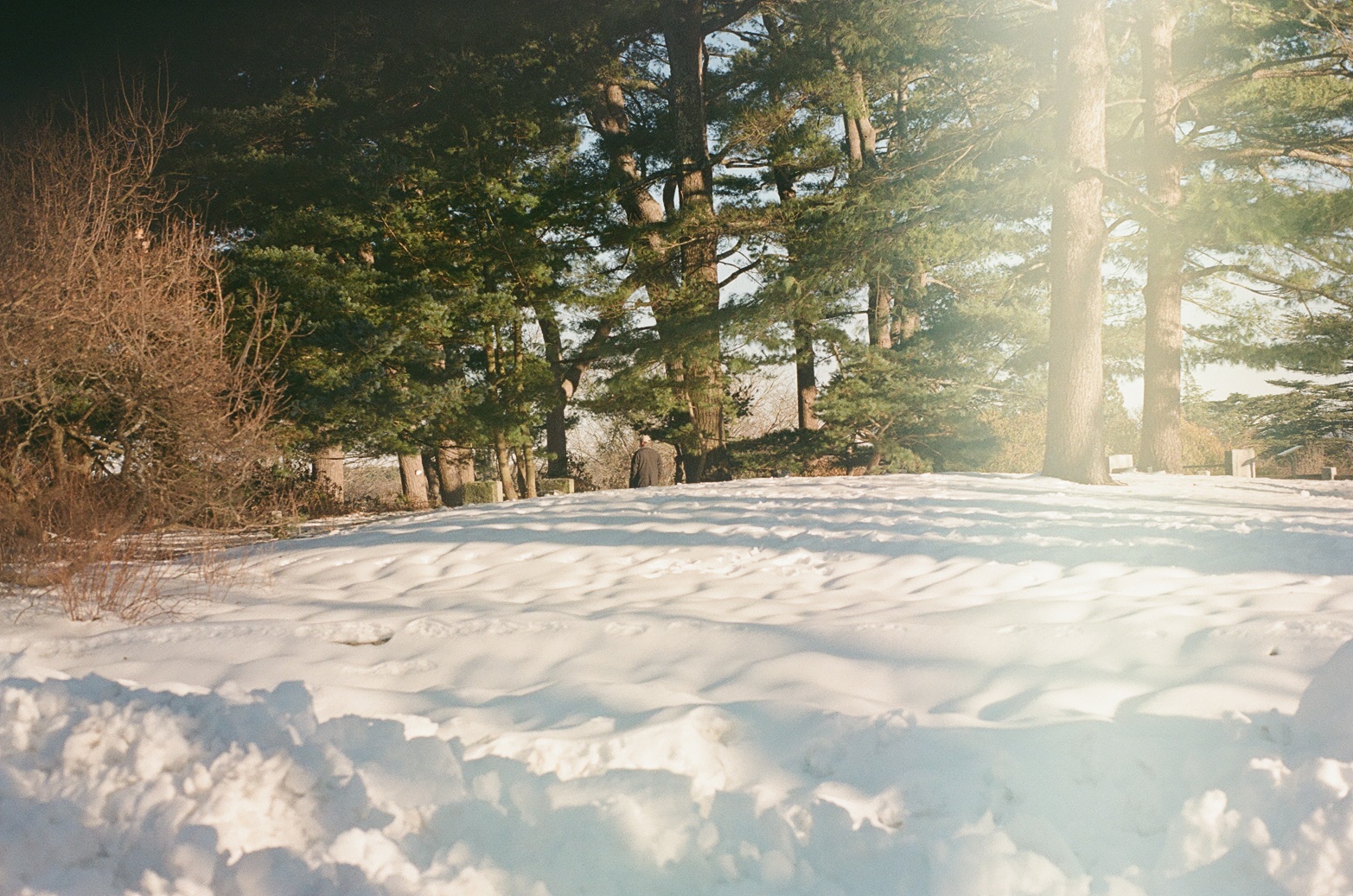 arboretum