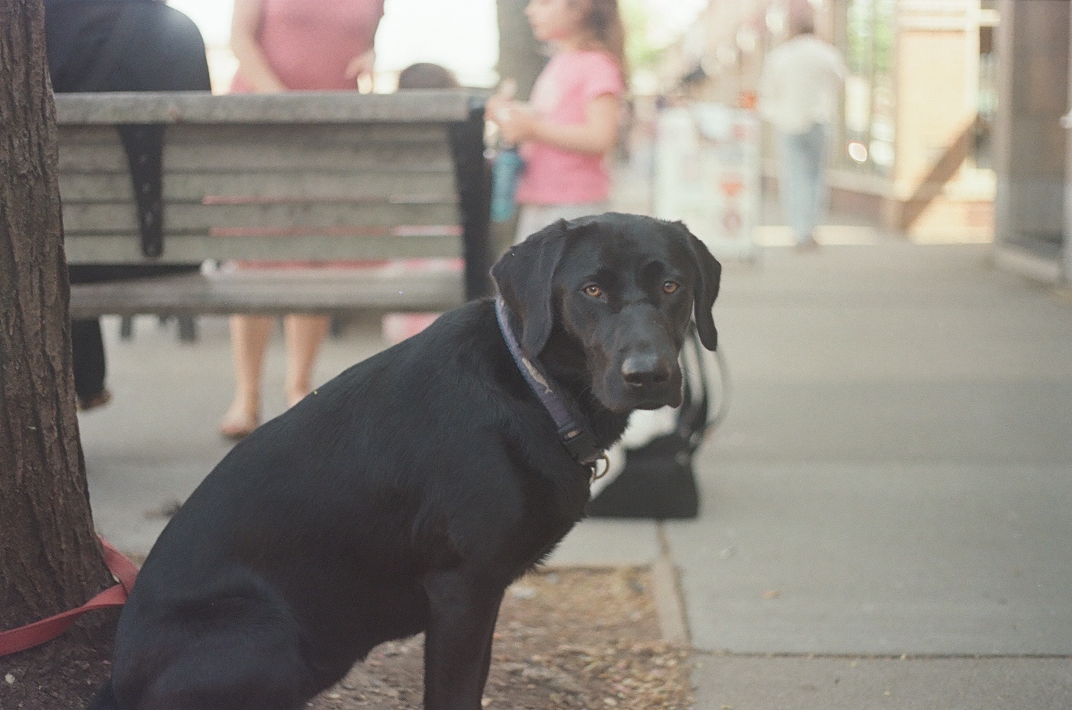 dog in brookline