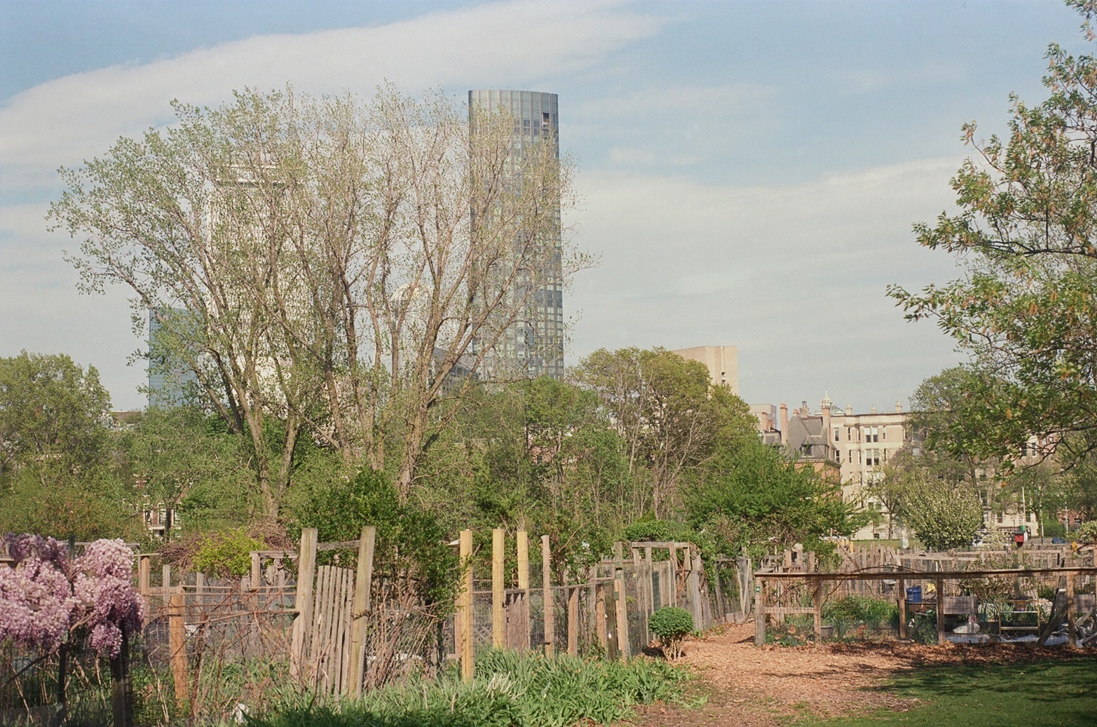 fenway gardens