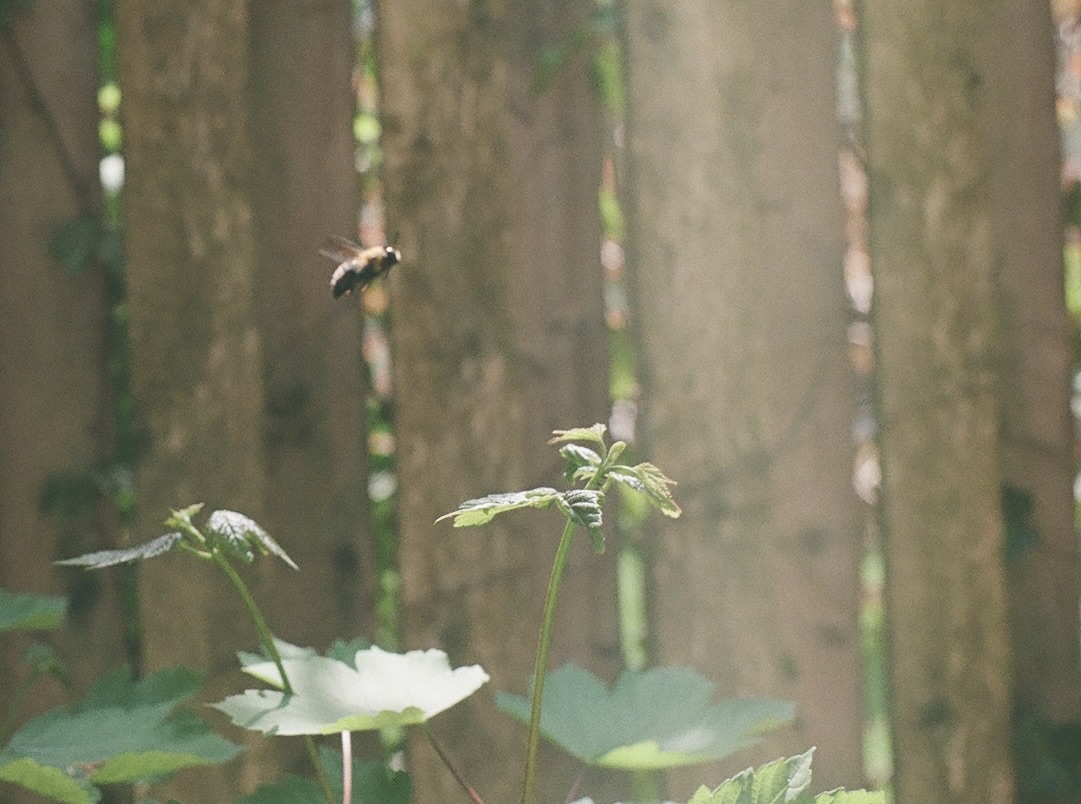 bee