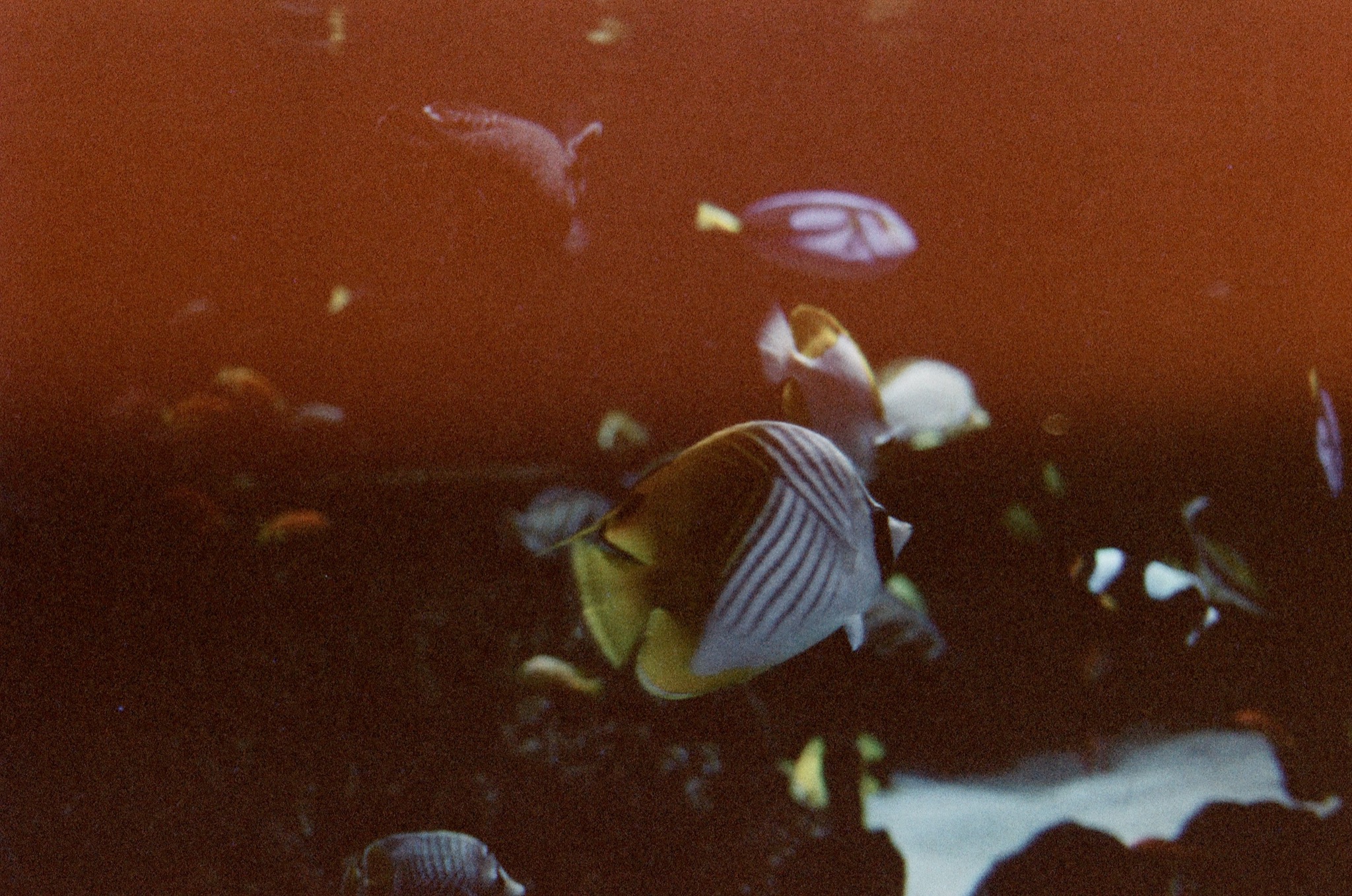 fish